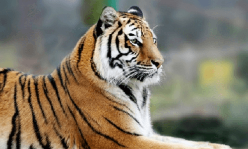 What can the Indian Tiger learn from its Celtic counterpart?